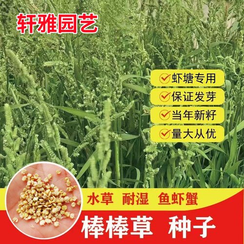 棒棒草籽小龙虾养殖水草苦梗草水稗籽耐寒挺水水草种籽虾塘草