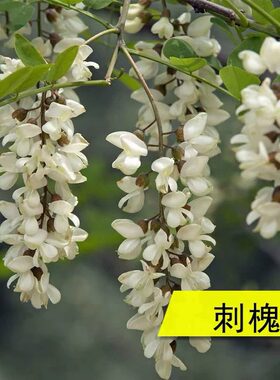 刺槐种子食用洋槐树籽白花槐国槐籽紫穗槐护坡灌木绿蜜源牧草种籽