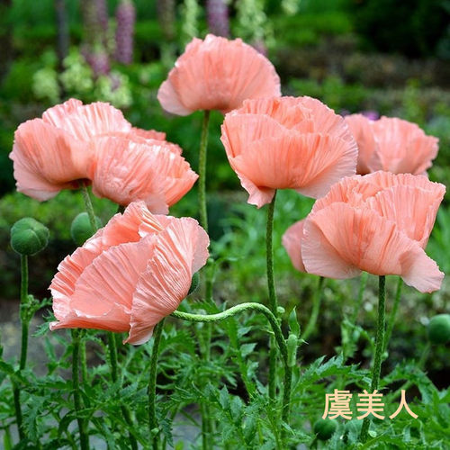 冰岛虞美人花种籽子冬季耐寒四季播种开花易活花籽虞美人种子室外