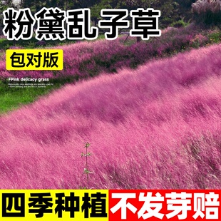 粉黛乱子草籽花种子毛芒乱子草种籽四季网红花卉庭院观赏耐寒花籽