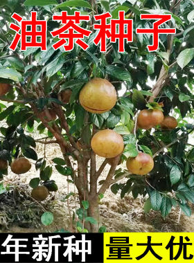 油茶种子大果红花油茶种子白花油茶茶花山茶茶树种子油茶树籽