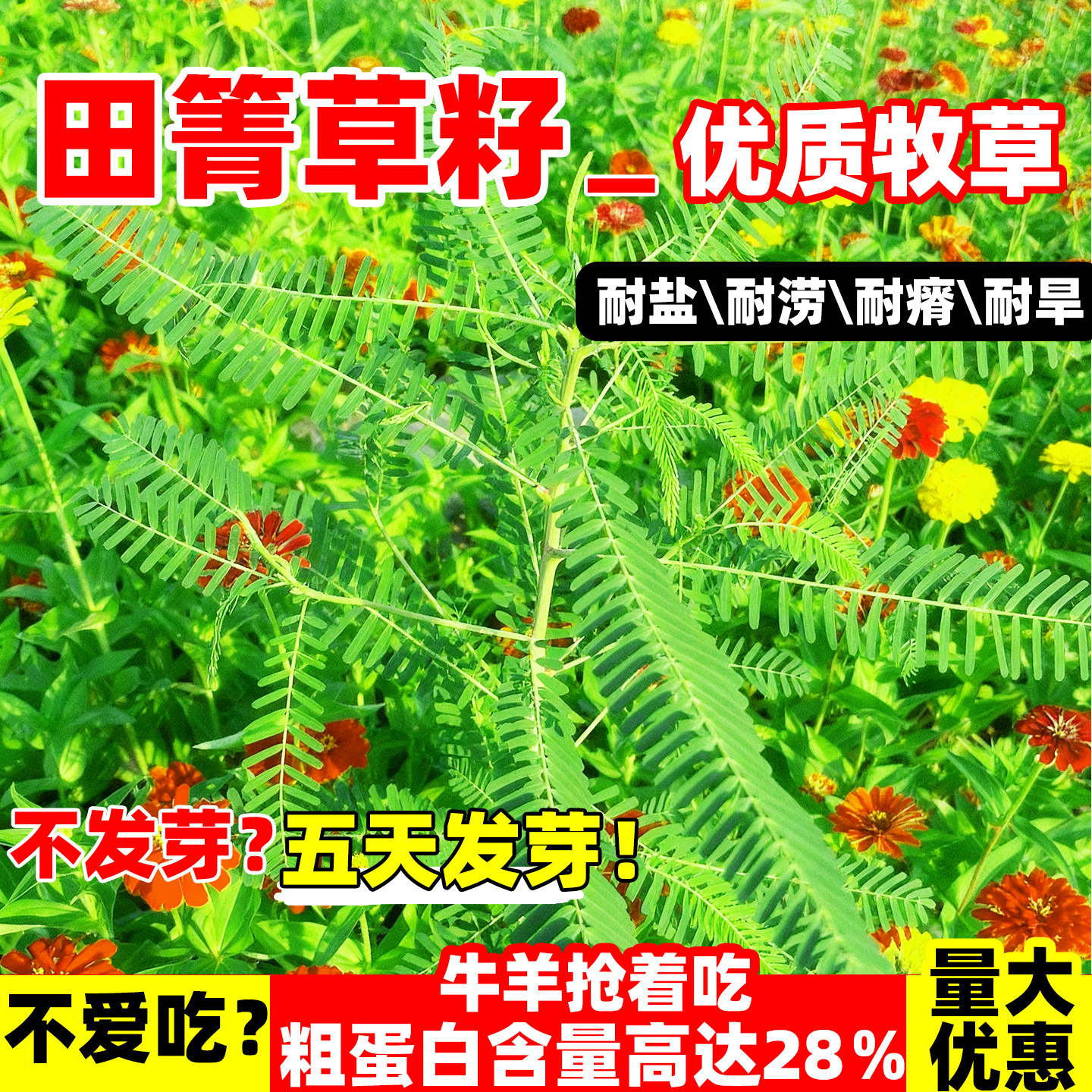 田菁种子耐盐碱碱青涝豆田青田箐护坡固土果园蜜源固氮绿肥草种籽