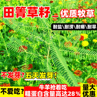 田菁种子耐盐碱碱青涝豆田青田箐护坡固土果园蜜源固氮绿肥草种籽