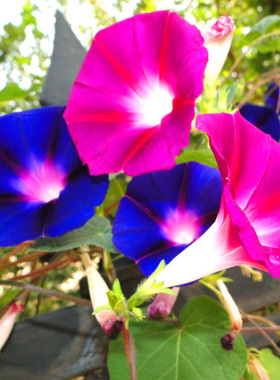 大牵牛花种子爬藤喇叭花种子春播易种易活花种籽子四季种开花不断