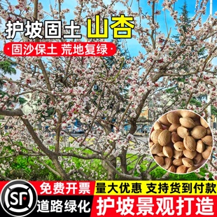 山杏种子多年生护坡固土草籽道路边坡绿化景观打造山杏树灌木种籽