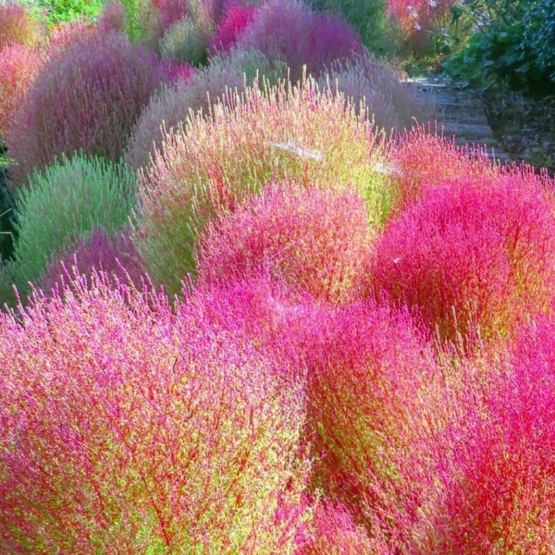 红叶地肤种子绿叶地肤苗观赏草铁扫帚苗庭院景观绿化花海种子草籽