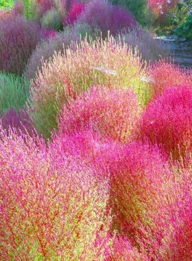 红叶地肤种子绿叶地肤苗观赏草铁扫帚苗庭院景观绿化花海种子草籽