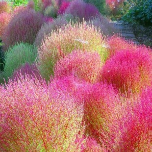 红叶地肤种子绿叶地肤苗观赏草铁扫帚苗庭院景观绿化花海种子草籽