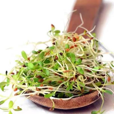 芽苗菜种子苜蓿芽种子紫花苜蓿草种子水培蔬菜苗盘菜阳台种植包邮