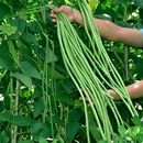 豆芸豆春秋季 豇豆种子蔬菜种籽长四季 豆角大全孑种苗豆种紫根无架