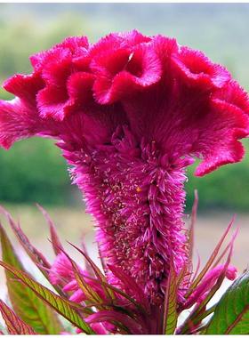 鸡冠花种子四季易种易活阳台盆栽花卉庭院景观绿化植物凤尾鸡冠花