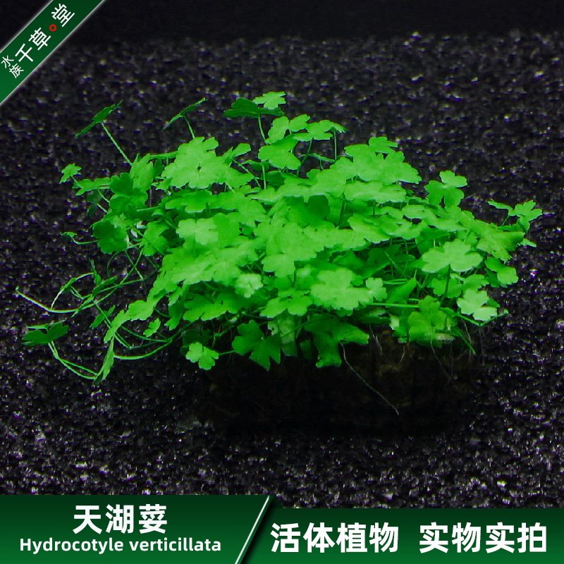 千草堂水族懒人水草活体植物淡水种子天湖葵天湖荽前景草坨草包邮