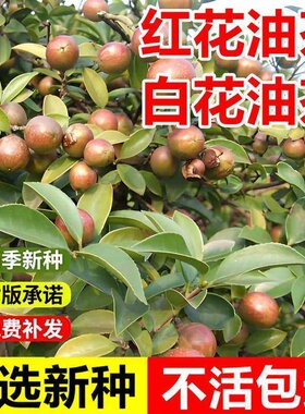 油茶种子大果红花油茶种子