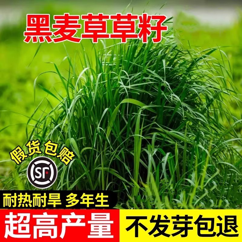 进口耐寒牧草种子多年生黑麦草种子四季常青鸡鸭鹅猪牛羊鱼草种籽