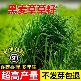 进口耐寒牧草种子多年生黑麦草种子四季常青鸡鸭鹅猪牛羊鱼草种籽