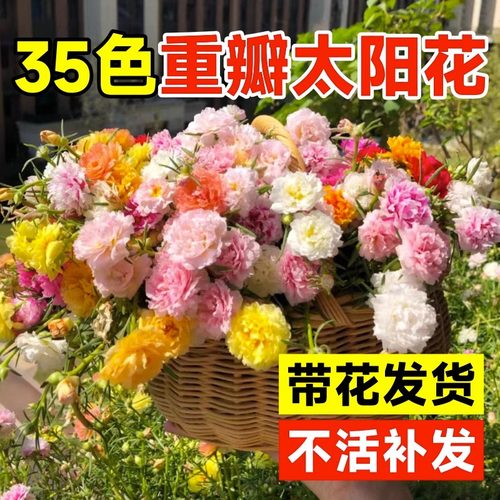 重瓣太阳花种籽孑四季播种开花七彩花籽大全室内外盆栽花卉花种子