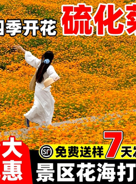 硫华菊种子四季开花庭院别墅花卉黄秋英硫化菊波斯菊花海景观种籽