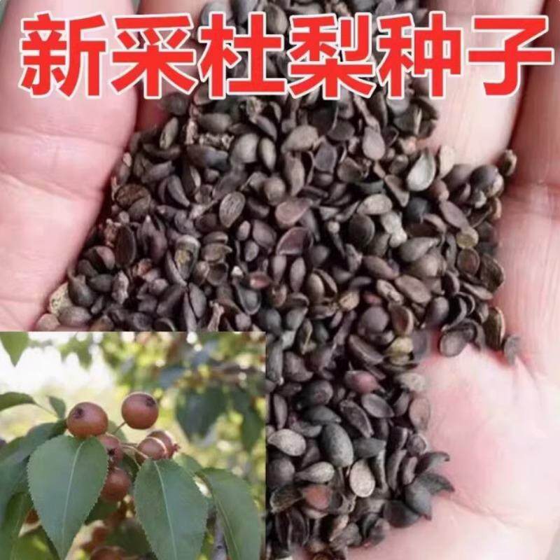 杜梨种子林木种子四季播种棠梨种子海棠梨野生酸梨子南方梨树种子
