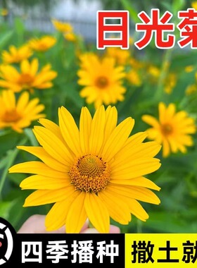 日光菊种子多年生宿根春夏播种黄色菊花种籽当年开花耐寒庭院阳台