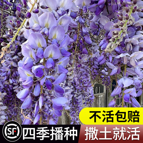 紫藤种子 重瓣紫藤花苗花卉种子 爬藤植物花种子 矮紫藤种籽