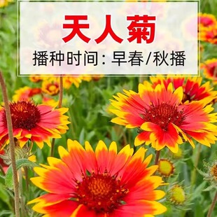 天人菊种子虎皮菊种籽四季开花耐寒花卉种籽多年生园林花海花种籽