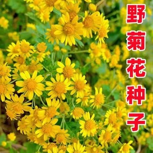 特级野黄菊花种子多年花卉种孑中药材药用食用泡茶甘野菊花种籽子