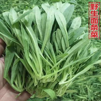 野生面条菜菜种种子面条棵麦瓶草种籽兔子头菜籽四季野菜种孑青菜