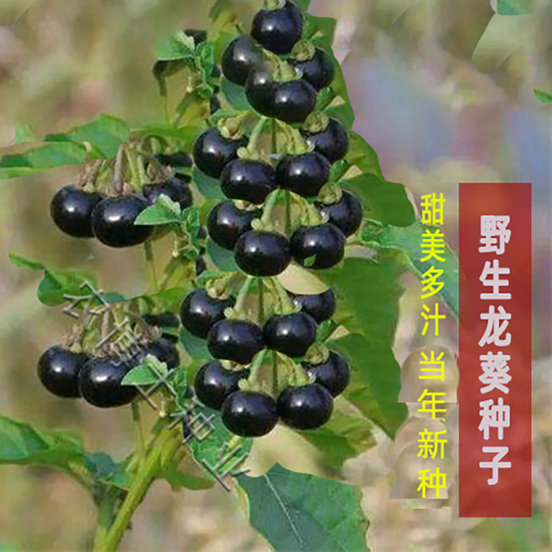 野生龙葵种子农家小燕悠黑悠悠特色水果种春夏秋四季盆栽蔬菜种籽