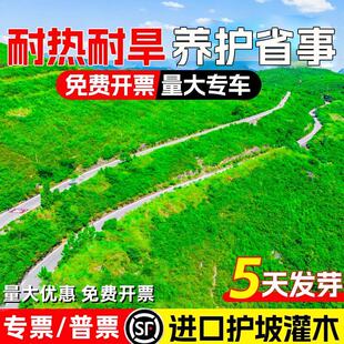 护坡灌木种子紫穗槐刺槐多花木兰胡枝子绿化斜山边坡高速公路草籽