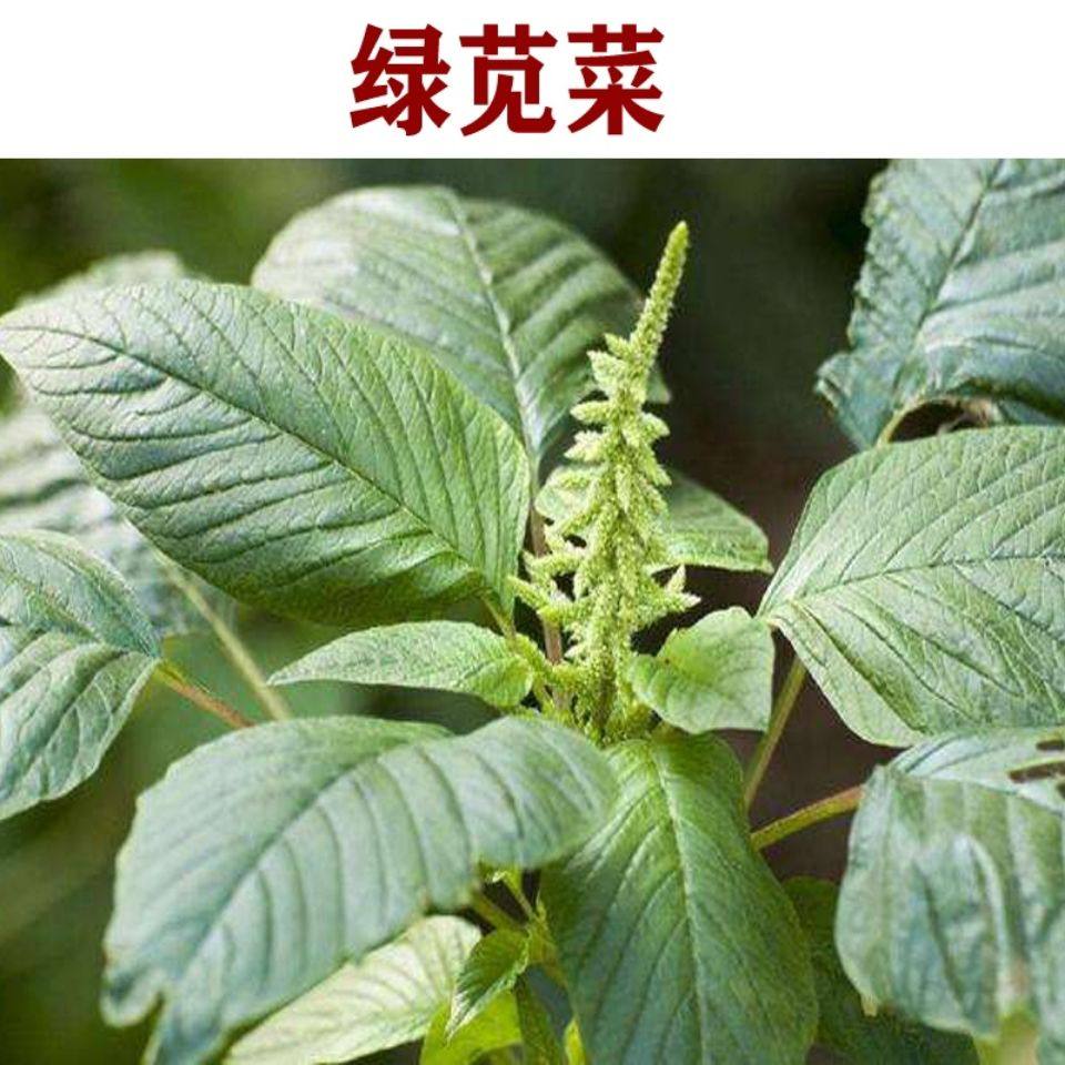 山野菜种植绿苋菜种子野生苋菜白苋菜种籽阳台盆栽四季蔬菜籽