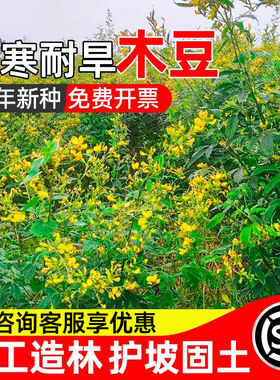 木豆种子豆蓉观音豆树豆柳豆绿化药材护坡灌木种籽多年生绿化固土