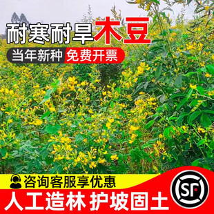 木豆种子豆蓉观音豆树豆柳豆绿化药材护坡灌木种籽多年生绿化固土