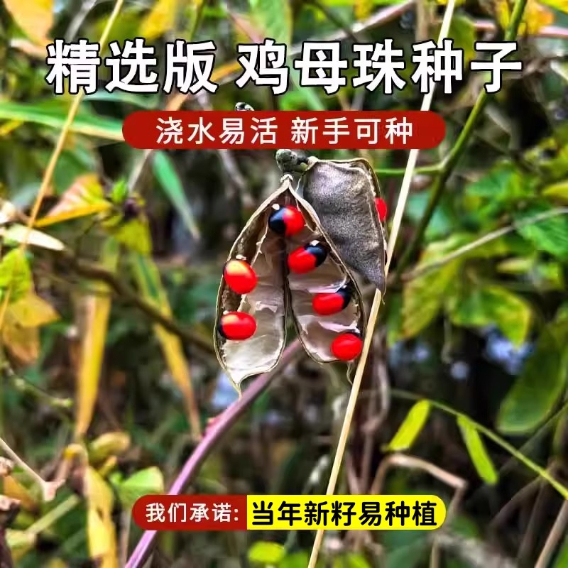 鸡母珠种子海红豆美人豆相思豆孔雀豆相思子鄂西红豆树种子籽孑