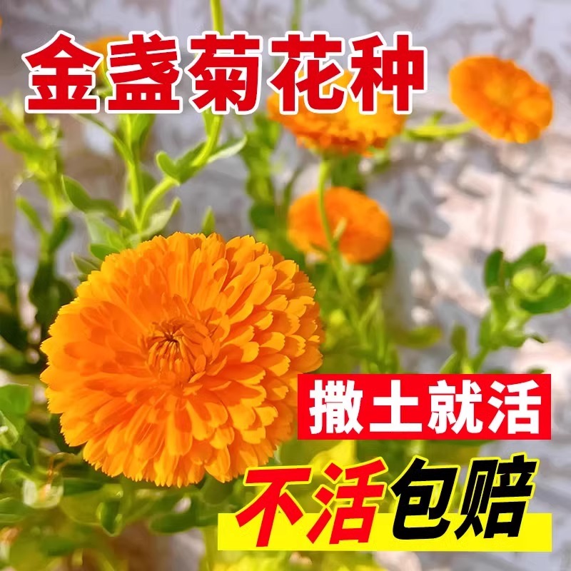 矮生金盏菊种子长生菊花海易种盆栽耐阴金盏花种籽子四季播种开花