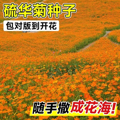黄秋英硫化菊种子黄波斯菊花景观绿化花海四季播种开花卉花籽种子