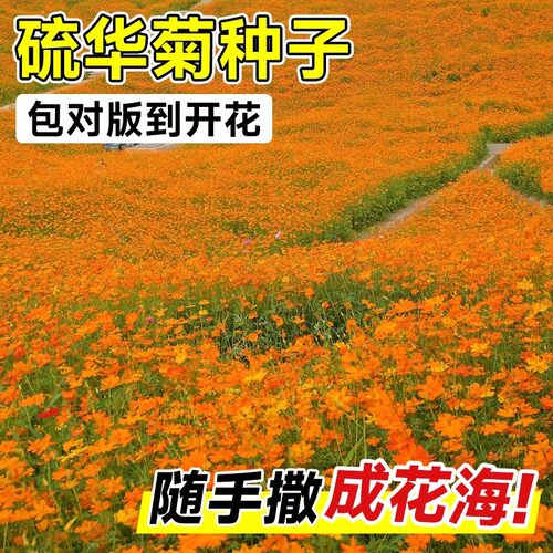黄秋英硫化菊种子黄波斯菊花景观绿化花海四季播种开花卉花籽种子