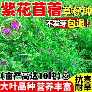 紫花苜蓿草籽种子四季播种喂羊牛鸡鸭鹅草鱼高蛋白多年生牧草种籽
