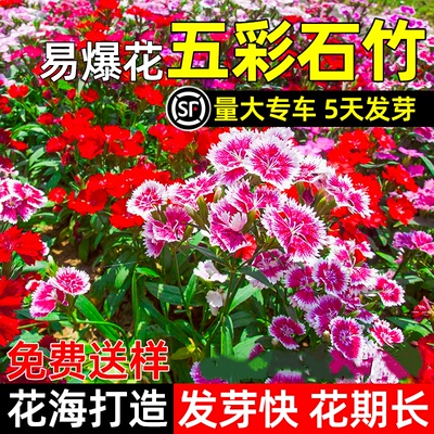 五彩石竹花籽四季种植庭院景区花海打造多年生欧石竹野花组合种籽