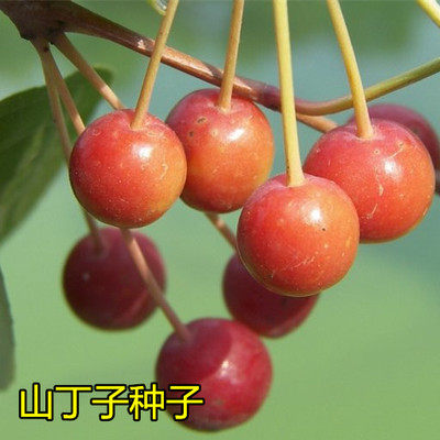 山丁子种子 林荆子 山定子 嫁接苹果优良品种山荆子林木种籽