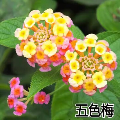 五色梅种子如意草五彩花五雷丹马樱丹种子五色梅盆栽五色梅苗花草