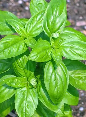罗勒种子防蚊草籽驱蚊草花籽四季盆栽植物庭院花种籽子夜来香种孑