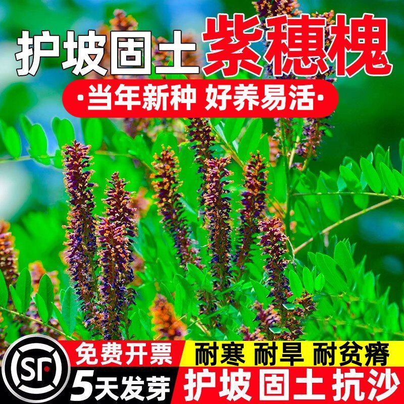 紫穗槐种子护坡工程灌木种子多年生棉槐穗花槐紫翠槐板条蜜源种籽