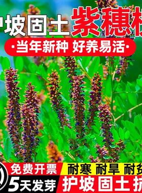 紫穗槐护坡灌木多年生蜜源种籽