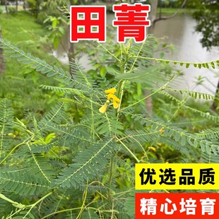 田箐种子碱菁涝豆耐涝田青盐碱土壤改良牧草灌木果园固氮绿肥种籽
