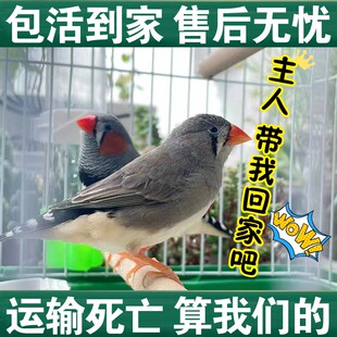 可手养 宠物鸟珍珠鸟可繁殖观赏鸟小型可爱小鸟包下蛋运输包活特价