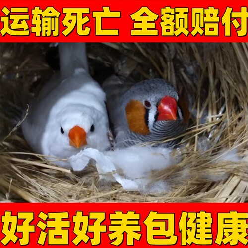 珍珠鸟宠物鸟斑胸草雀灰白