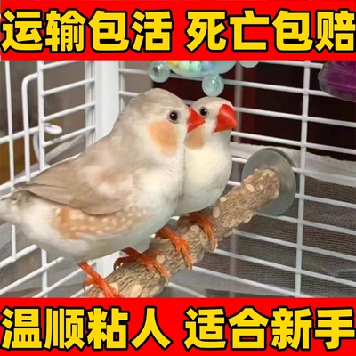 珍珠鸟驼色鸟灰色白色一对