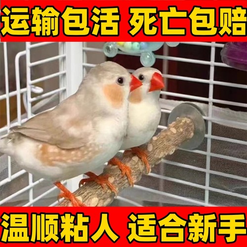 珍珠鸟驼色鸟灰色白色一对