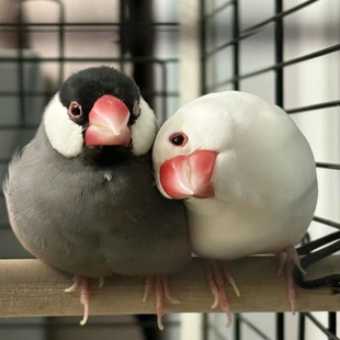 文鸟活宠物白文鸟灰文鸟全品特价观赏鸟可爱温顺可繁殖一对小幼鸟