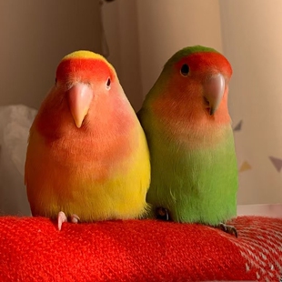 鹦鹉活鸟桃脸牡丹鹦鹉宠物鸟观赏鸟小型鸟爱情鸟学说话易上手可爱